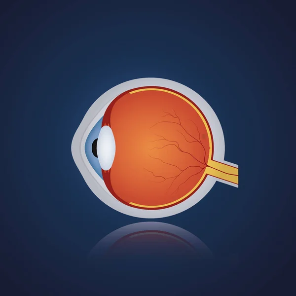 Anatomi Insan Gözü Yapısı Mavi Arka Planda Gerçekçi Bir Göz — Stok Vektör