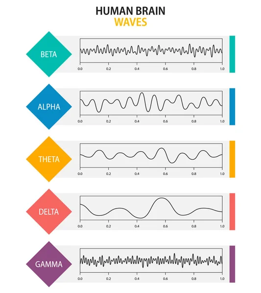 Uppsättning hjärnvågor svängningar. Beta, alfa, theta, delta, gammahjärnvågor. Mänsklig rytm, typer, amplitud av sinnesvågor. Vektorillustration — Stock vektor