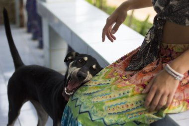 Kızla oynayan köpek