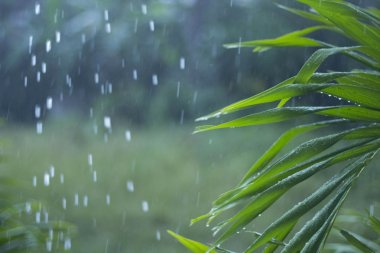 Yeşil palmiye leathes yağmur altında