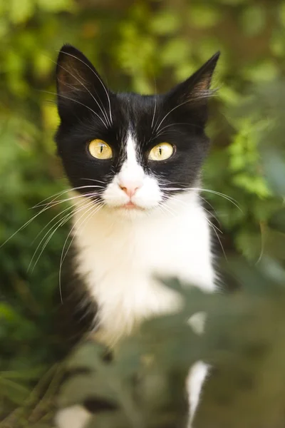 Katt på den gröna bakgrunden — Stockfoto