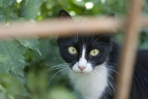 Kat op de groene achtergrond — Stockfoto