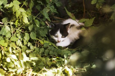 Yeşil arka plan üzerinde yavru kedi