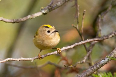 Goldcrest, Regulus Regulus. Güneşli bir sonbahar sabahında, bir kuş bir thuja dalına oturur.