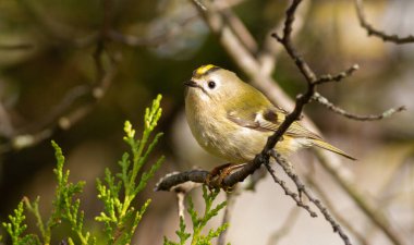 Goldcrest, Regulus Regulus. Güneşli bir sonbahar sabahında, bir kuş bir thuja dalına oturur..