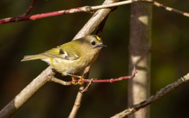 Goldcrest, Regulus Regulus. Güneşli bir sonbahar sabahında, bir kuş bir thuja dalına oturur.