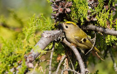 Goldcrest, Regulus Regulus. Güneşli bir sonbahar sabahında, bir kuş bir thuja dalına oturur..