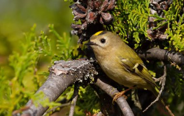 Goldcrest, Regulus Regulus. Güneşli bir sonbahar sabahında, bir kuş bir thuja dalına oturur..