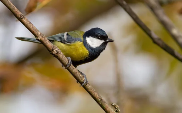 Great Tit Parus Major Morning Forest Bird Sits Tree Branch — Stock fotografie