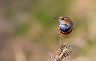 Bluethroat, Luscinia svecica. Sabahın erken saatlerinde, kuş kırık bir dala oturur.