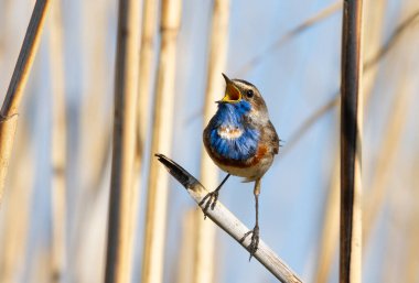 Bluethroat, Luscinia svecica. Kuş bir baston sapına oturur ve şarkı söyler