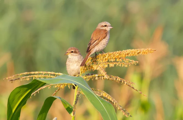 Pie Grièche Dos Rouge Lanius Collurio Deux Jeunes Oiseaux Assoient — Photo