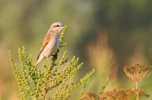 Rotrückenwürger Lanius Collurio Ein Junger Vogel Sitzt Auf Einer Pflanze — Stockfoto