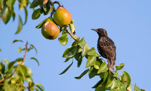 Common Starling Sturnus Vulgaris Adult Bird Sits Pear Branch Looks — Stock Photo, Image