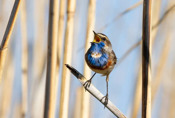 Bluethroat Luscinia Svecica 鳥は杖の茎に座って歌います — ストック写真