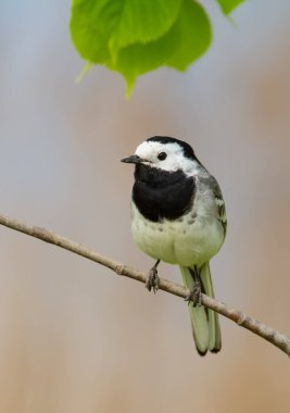 Beyaz kuyruklu, Motacilla Alba. Kuş ince bir dala oturur.