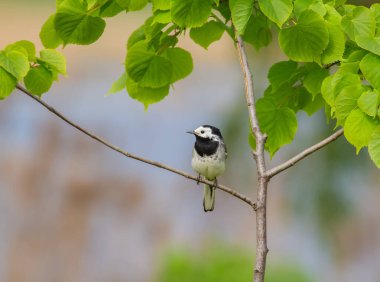 Beyaz kuyruklu, Motacilla Alba. Kuş yapraklarla çevrili genç bir ağacın dalında oturur.