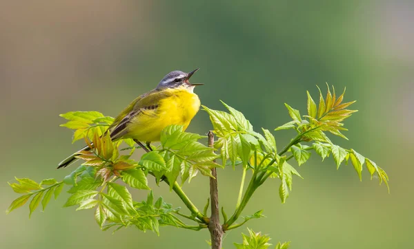 Batı sarı kuyruklu, Motacilla Flava. Kuş genç bir ağacın tepesinde oturur ve şarkı söyler.
