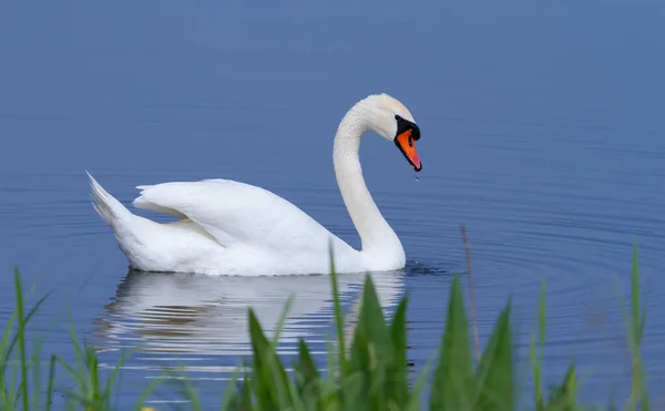 Mute Swan Cygnus Olor Early Morning Bird Swims River Shore — Stock Photo, Image