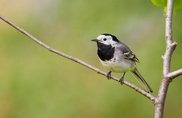 Wagtail Blanco Motacilla Alba Pájaro Sienta Una Rama Delgada —  Fotos de Stock