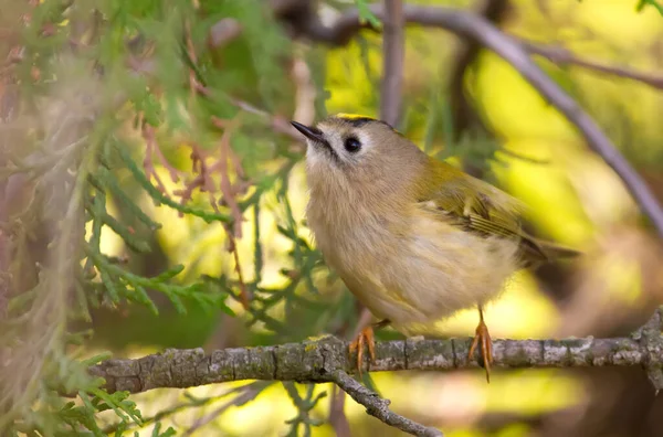 Goldcrest, Regulus Regulus. Bulutlu bir sonbahar gününde, bir kuş bir thuja dalına oturur.