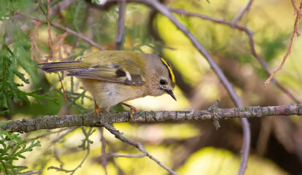 Goldcrest Regulus Regulus Pájaro Aprovecha Pequeños Insectos Las Ramas Thuja — Foto de Stock