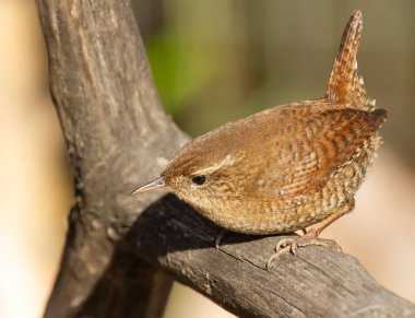 Avrasya çalıkuşu, Troglodit trogloditleri. Çok küçük bir kuş kuru bir dala oturur.
