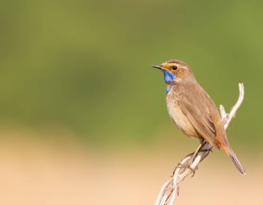 Bluethroat, Luscinia svecica. Güneşli bir sabahın erken saatlerinde bir kuş güzel bir dala oturur.