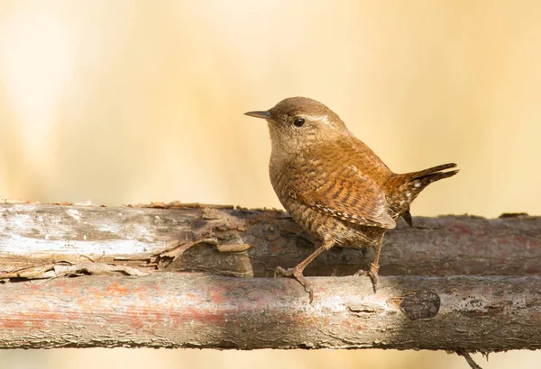 Wren Eurasiático Trogloditas Trogloditas Mañana Soleada Pajarito Sienta Una Gruesa — Foto de Stock