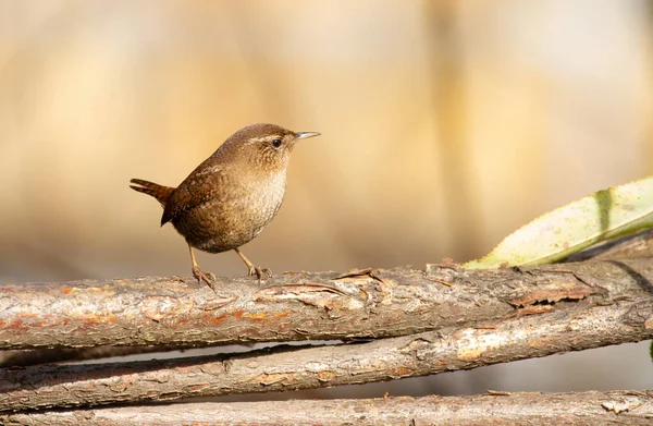 Eurasian Wren Troglodytes Troglodytes Sunny Morning Little Bird Sits Thick — Stock Photo, Image