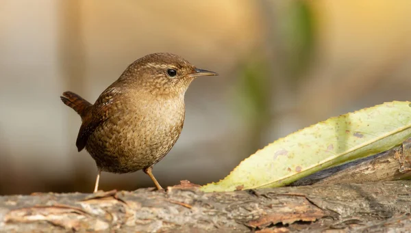 Eurasiática Troglodytes Troglodytes Passarinho Procura Comida — Fotografia de Stock