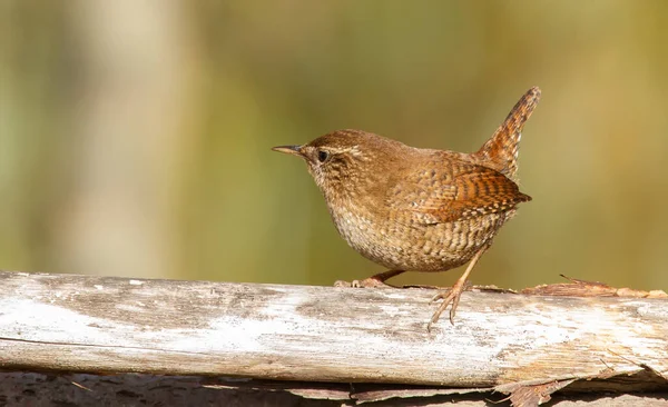 Wren Eurasiático Trogloditas Trogloditas Pajarito Buscando Comida — Foto de Stock