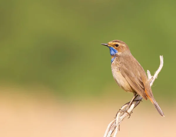 Bluethroat Luscinia Svecica Early Sunny Morning Bird Sits Beautiful Branch — Stock Photo, Image