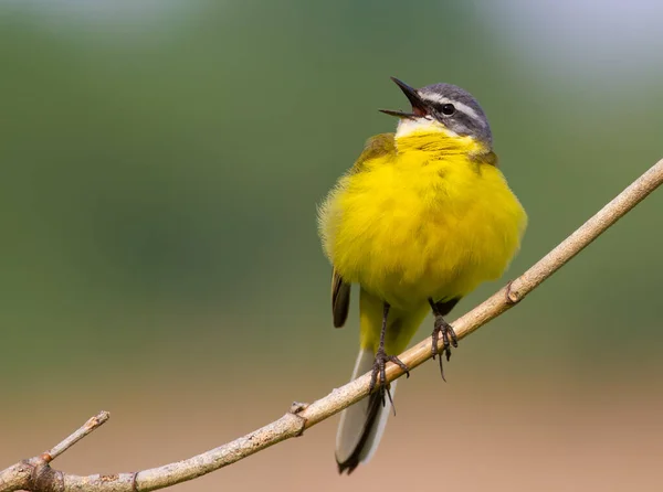 Batı sarı kuyruklu, Motacilla Flava. Kuş ince bir dala oturmuş şarkı söylüyor.