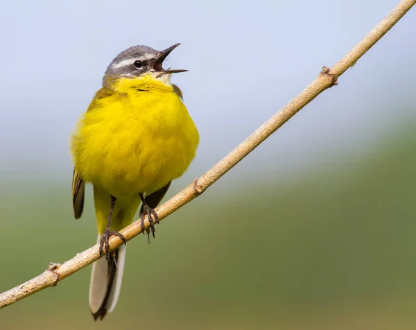 Western Yellow Wagtail Motacilla Flava Burung Bernyanyi Sambil Duduk Atas — Stok Foto