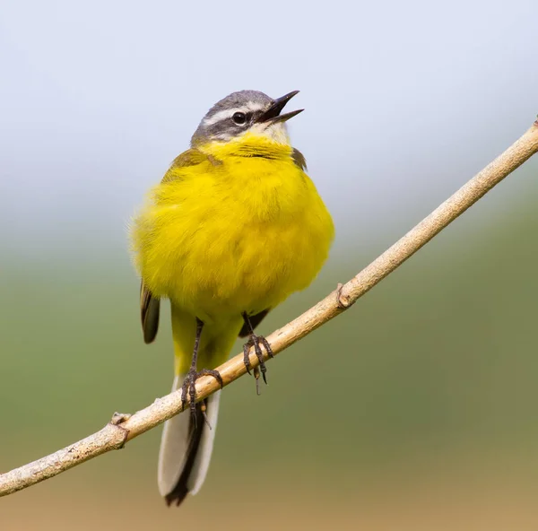 Western Yellow Wagtail Motacilla Flava Bird Sings Sitting Thin Twig — Stock Photo, Image