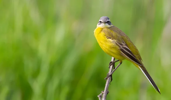 Western Yellow Wagtail Motacilla Flava Bird Sits Branch Looks Directly — Stock Photo, Image