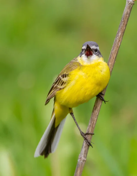 Batı Sarı Kuyruklu Motacilla Flava Kuş Ince Bir Dala Oturmuş — Stok fotoğraf