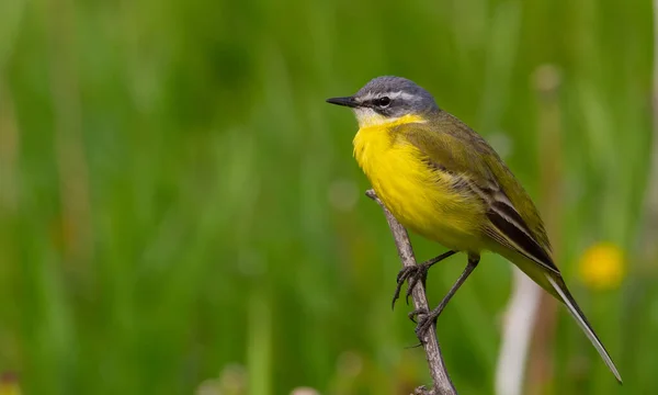 Wagtail Amarillo Occidental Motacilla Flava Pájaro Sienta Tallo Una Planta — Foto de Stock