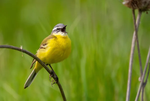 Batı sarı kuyruklu, Motacilla Flava. Kuş ince bir dala oturmuş şarkı söylüyor.