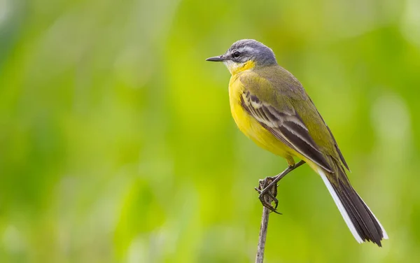 Bachstelze Motacilla Flava Der Vogel Sitzt Auf Dem Stamm Einer — Stockfoto