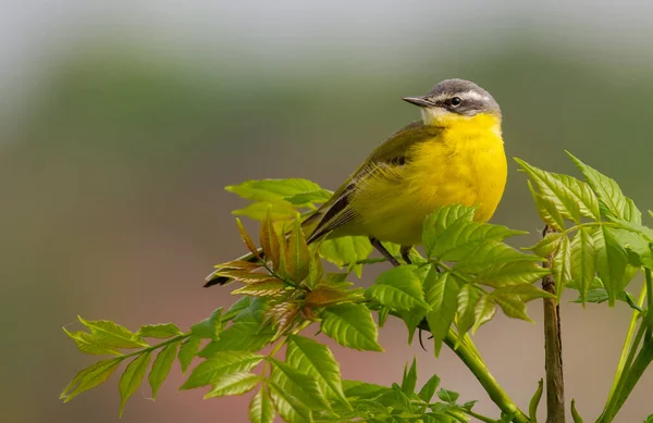 Batı sarı kuyruklu, Motacilla Flava. Kuş genç bir ağacın tepesinde oturur.