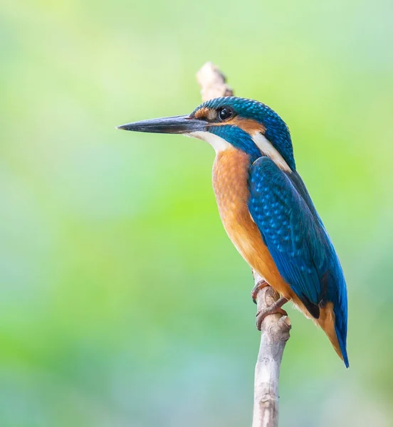 Pescador Rei Comum Alcedo Nisto Pássaro Senta Acima Rio Raso — Fotografia de Stock