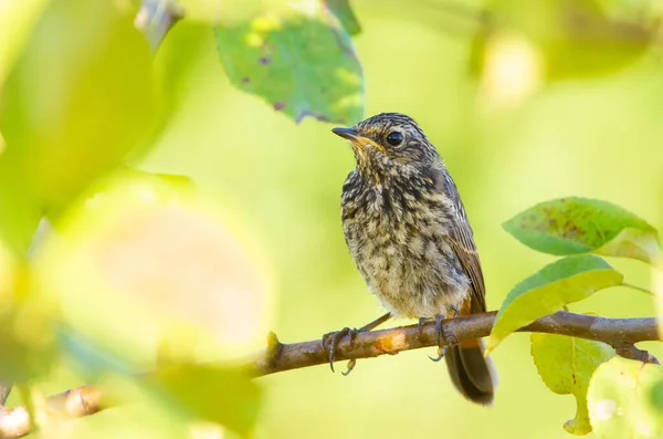 Bluethroat Luscinia Svecica Chick Sitting Branch — Stock Photo, Image