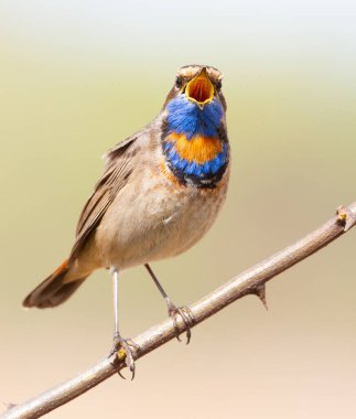 Bluethroat, Luscinia svecica. Şarkı söyleyen kuş bir dalda oturuyor