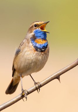 Bluethroat, Luscinia svecica. Şarkı söyleyen kuş bir dalda oturuyor