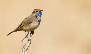 Bluethroat, Luscinia svecica. Şarkı söyleyen kuş bir dalda oturuyor