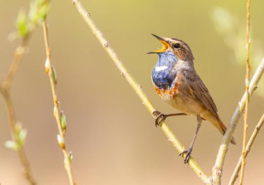 Bluethroat, Luscinia svecica. Şarkı söyleyen kuş bir dalda oturuyor