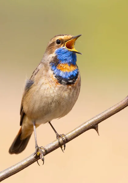 Bluethroat, Luscinia svecica. Şarkı söyleyen kuş bir dalda oturuyor