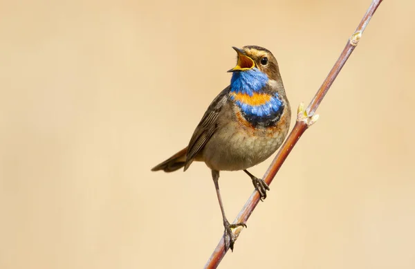 Bluethroat Luscinia Svecica 枝の上に座って鳥を歌う — ストック写真